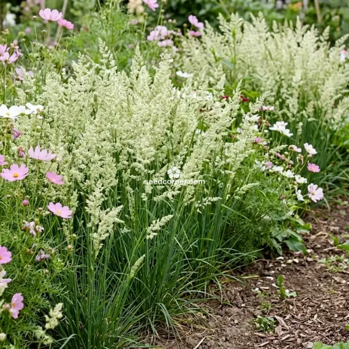 Prairie Junegrass Koeleria Cristata Seeds 