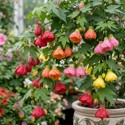 Abutilon Bellevue Mix Abutilon Hybridum Seeds 