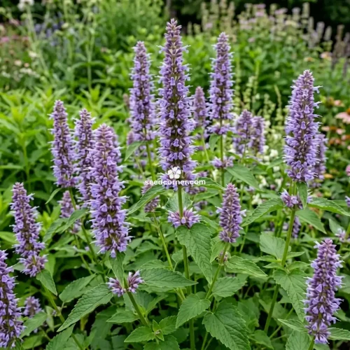 Agastache Giant Hyssop Lavender Blue Agastache Mexicana Seeds