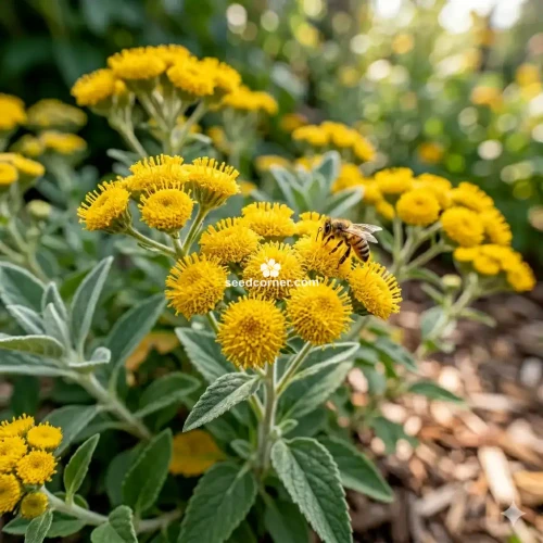 Ageratum Yellow Lonas Inodora Seeds