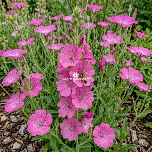 Agrostemma Rose Agrostemma Githago Milas Seeds 