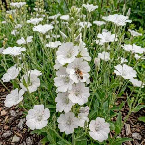 Agrostemma White Agrostemma Githago Bianca Seeds