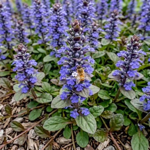 Ajuga Bugleweed Ajuga Reptans Seeds 