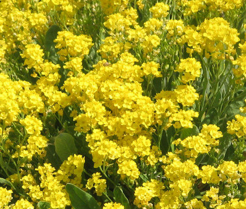 Alyssum Basket of Gold Aurinia Saxatilis Seeds