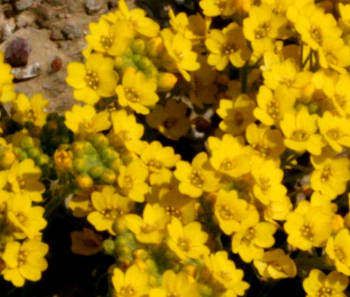 Alyssum Mountain Gold Alyssum Montanum Seeds