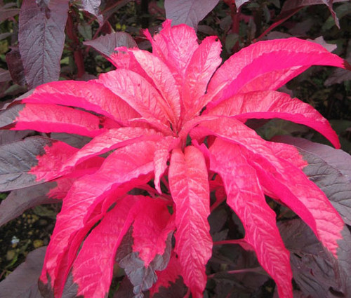 Amaranthus Early Splendor Amaranthus Tricolor Seeds 