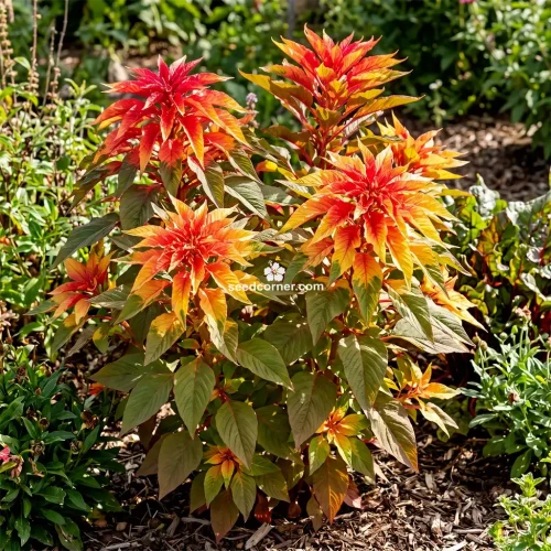 Amaranthus Illumination Amaranthus Tricolor Seeds 