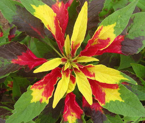 Amaranthus Perfecta Amaranthus Tricolor Seeds