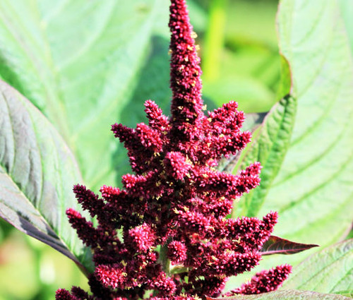 Amaranthus Pygmy Torch Amaranthus Hypochondriacus Seeds