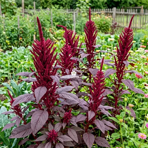 Amaranthus Red Spike Amaranthus Cruentus Seeds 