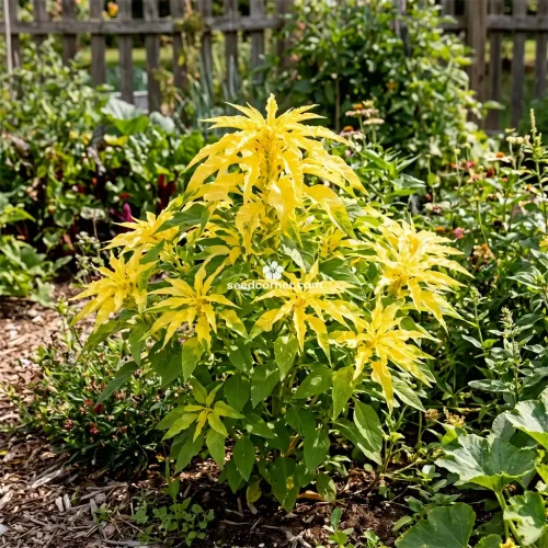 Amaranthus Yellow Amaranthus Tricolor Seeds
