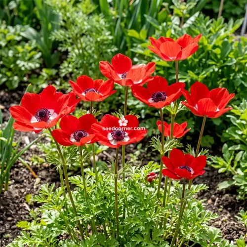 Anemone Red Anemone Multifida Rubra Seeds