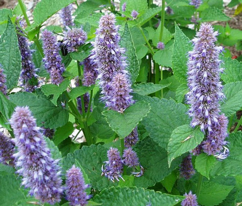 Anise Hyssop Blue Spike Agastache Foeniculum Seeds