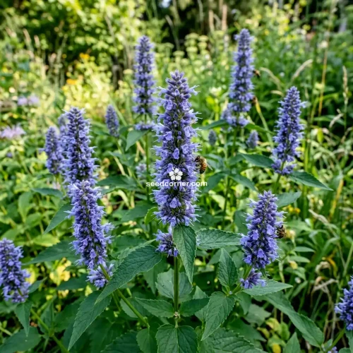 Anise Hyssop Blue Spike Agastache Foeniculum Seeds