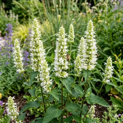 Anise Hyssop Snow Spike Agastache Foeniculum Seeds