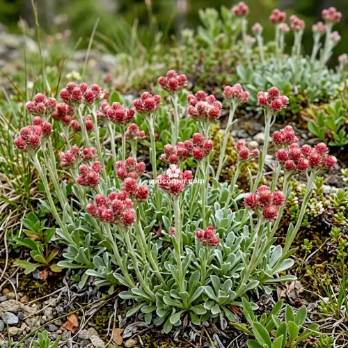 Antennaria Pussytoes Red Antennaria Dioica Rubra Seeds 