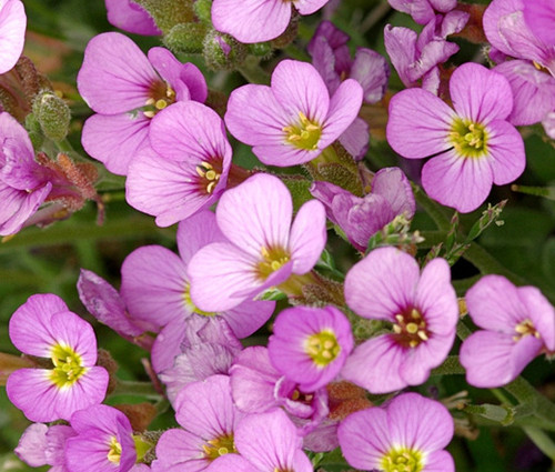 Rose Rock Cress (Arabis blepharophylla) in Lancaster York