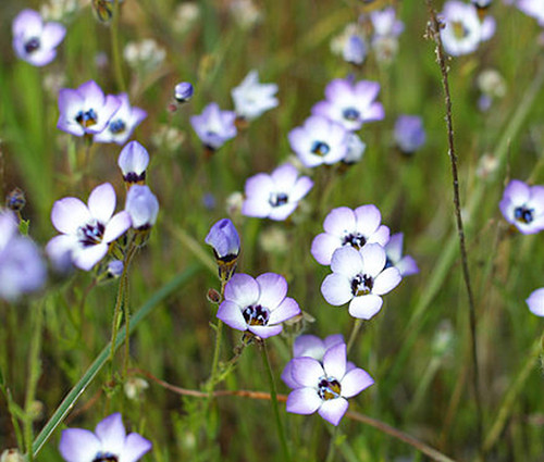 Bird's Eye Gilia Tricolor Seeds 