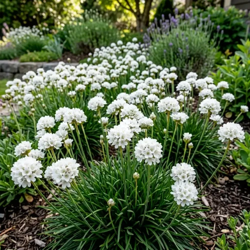 Armeria White Sea Thrift Armeria Maritima Alba Seeds