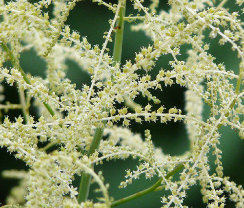 Aruncus White Aruncus Dioicus Seeds 