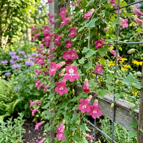Asarina Climbing Snapdragon Rose Asarina Scandens Seeds 