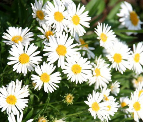 Aster Alpine White Aster Alpinus Seeds