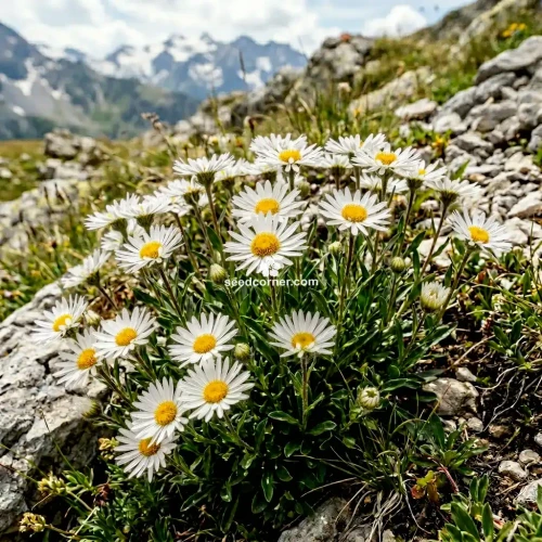 Aster Alpine White Aster Alpinus Seeds