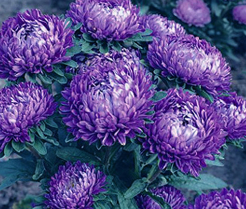 Aster Dwarf Milady Blue Callistephus Chinensis Seeds 