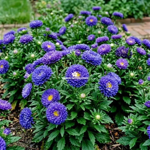 Aster Dwarf Milady Blue Callistephus Chinensis Seeds 