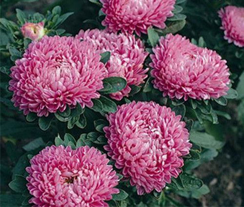 Aster Dwarf Milady Rose Callistephus Chinensis Seeds