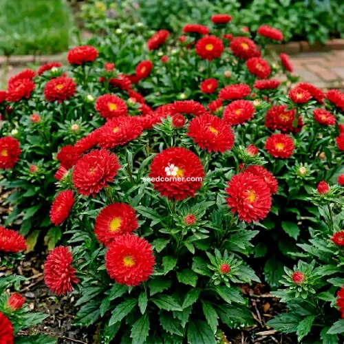 Aster Dwarf Milady Scarlet Callistephus Chinensis Seeds 