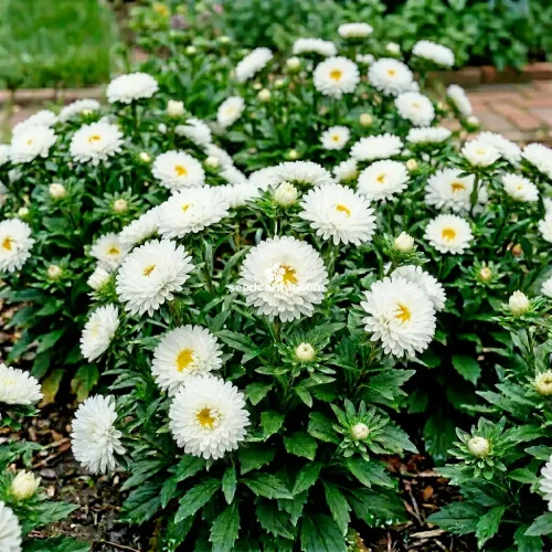 Aster Dwarf Milady White Callistephus Chinensis Seeds