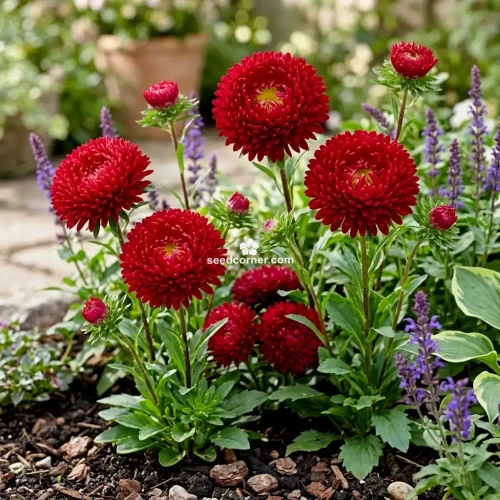 Aster Gremlin Double Red Callistephus Chinensis Seeds