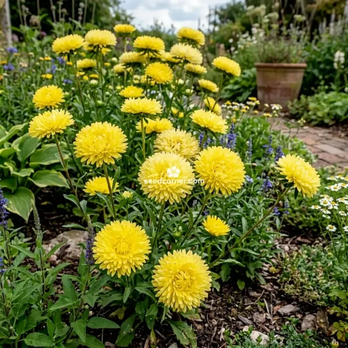 Aster Gremlin Double Yellow Callistephus Chinensis Seeds