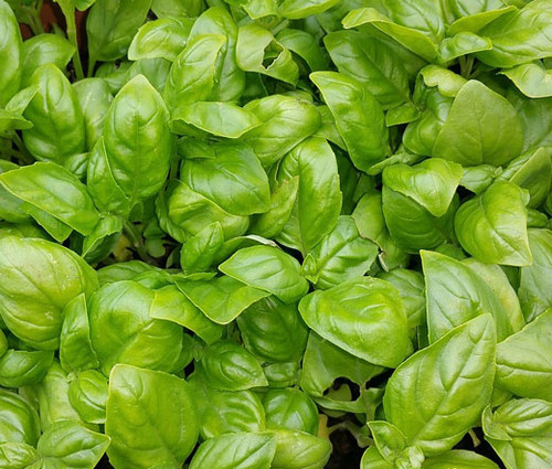 Basil Italian Large Leaf Ocimum Basilicum Seeds