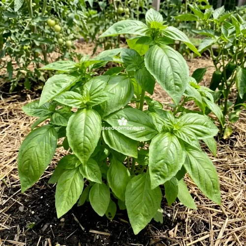 Basil Italian Large Leaf Ocimum Basilicum Seeds