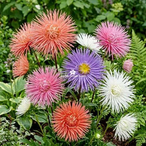 Aster Needle Unicum Mix Callistephus Chinensis Seeds 