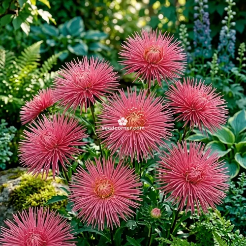 Aster Needle Unicum Rose Callistephus Chinensis Seeds