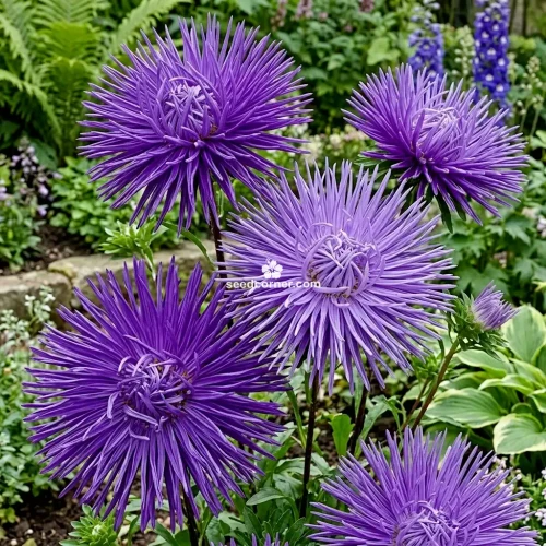 Aster Needle Unicum Violet Callistephus Chinensis Seeds