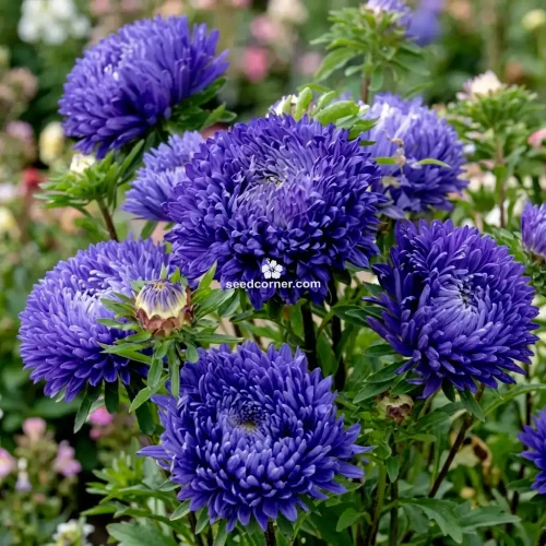 Aster Paeony Duchess Blue Callistephus Chinensis Seeds 