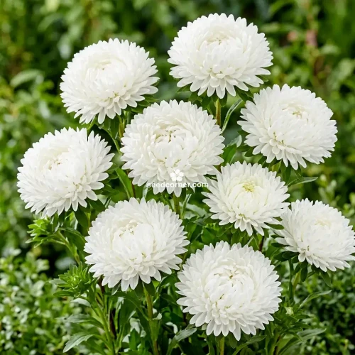 Aster Paeony Duchess White Callistephus Chinensis Seeds