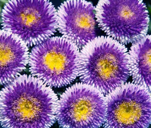 Aster Pompon Blue Moon Callistephus Chinensis Seeds