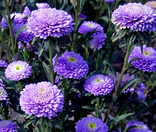 Aster Pompon Blue Callistephus Chinensis Seeds