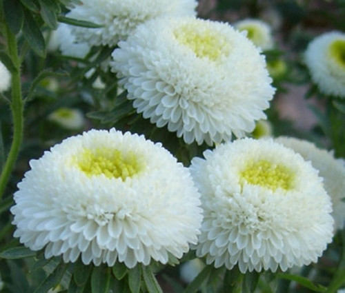 Aster Pompon White Callistephus Chinensis Seeds