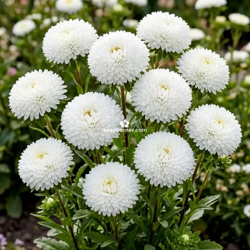 Aster Pompon White Callistephus Chinensis Seeds