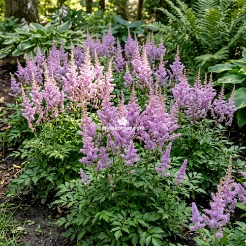 Astilbe Chinese Pumila Astilbe Chinensis Seeds 