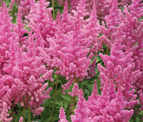 Astilbe Chinese Astilbe Chinensis Seeds 