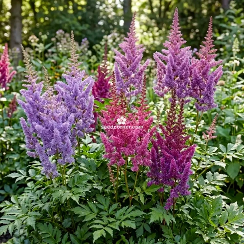 Astilbe Chinese Astilbe Chinensis Seeds 