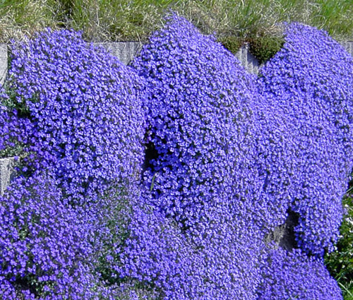 Purple Rock Cress (Aubrieta deltoidea) in Drums Mountaintop Wilkes