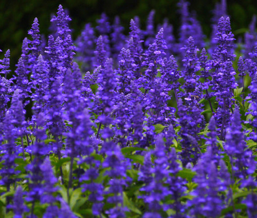 Sage Blue Salvia Farinacea Seeds